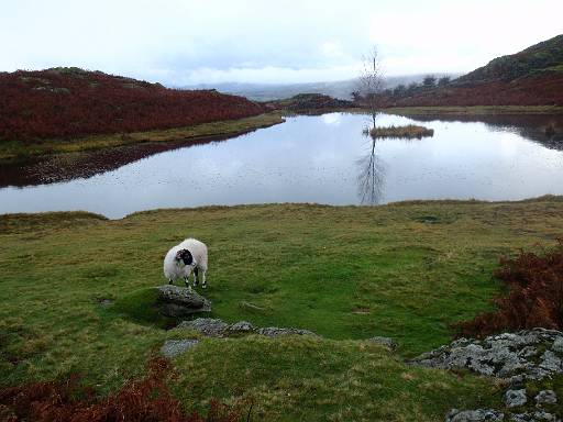 10_25-2.jpg - Sheep at Lily Tarn