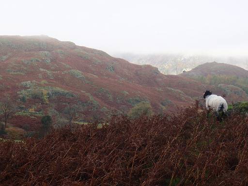 10_30-2.jpg - A different sheep looking to Loughrigg summit