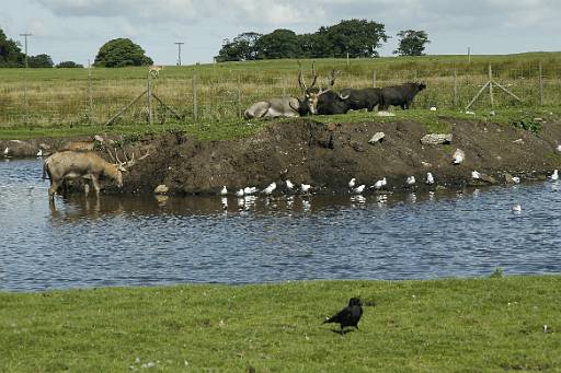 10_50-1.jpg - Knowsley safari park: the watering hole