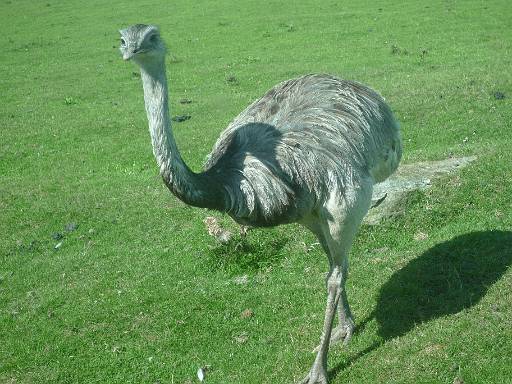 10_53-2.jpg - An emu