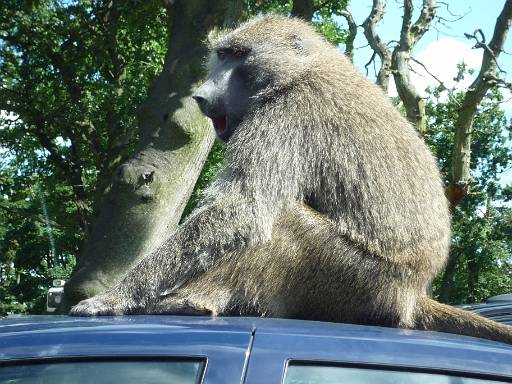 11_36-2.jpg - Baboon on next car