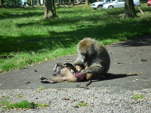 11_43-2.jpg - Baboon grooming