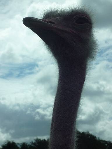 12_02-2.jpg - Ostrich looking at us looking at it.