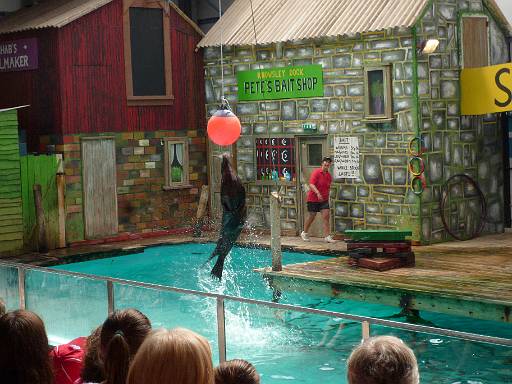 14_19-1.jpg - Sealion show