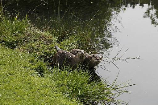 15_26-4.jpg - Otters