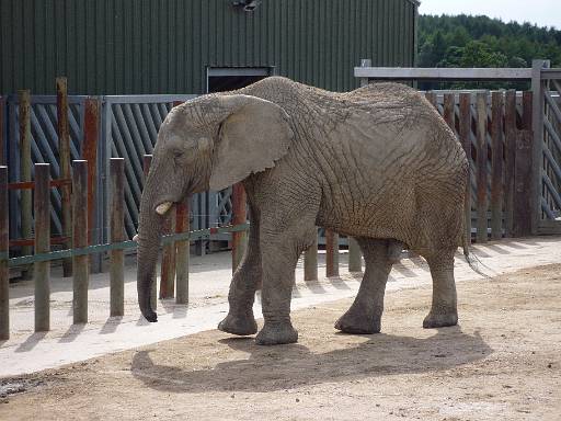 15_34-1.jpg - Elephant