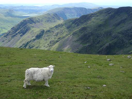 11_46-1.jpg - Sheep posing on Pillar in front of Red Pike and Yewbarrow.