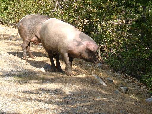 08_24-1.JPG - Pigs on the road at Pont d'E Casaccie. Probably not those that pinched my t-shirt and towel.