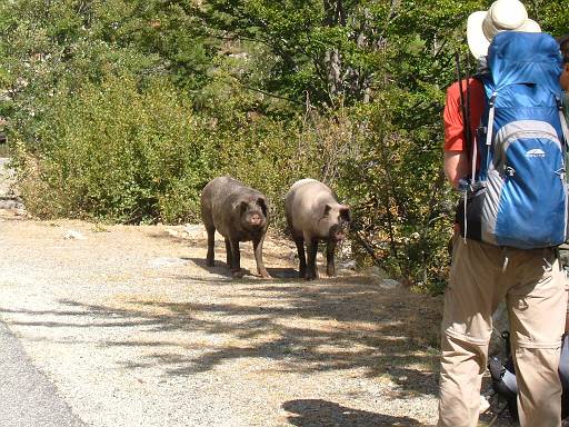 08_24-2.JPG - Pigs on the road at Pont d'E Casaccie. Probably not those that pinched my t-shirt and towel.