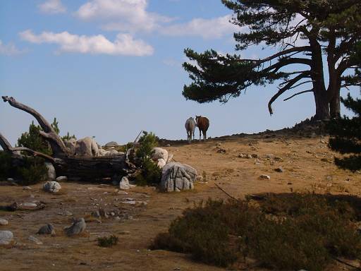 11_38-3.JPG - Horses on the hill