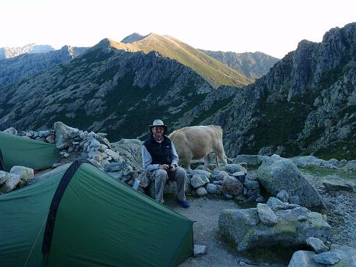 17_15-1.jpg - Cows come to investigate the tents.