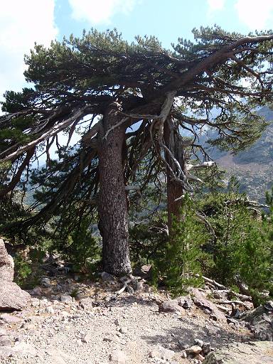 09_39-1.jpg - Trees as we near Haut Asco