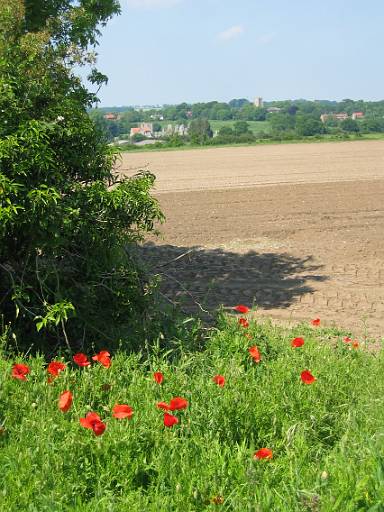 15_16-1.JPG - More poppys. This time approaching the final stop of the day at Castle Acre. I will be glad of a drink after another hot day.