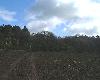 Delamere Forest