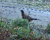 A Pheasant
