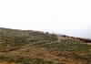 Deer in Lyme Park