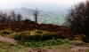 Bosley Cloud To Mow Cop