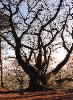 Tree on Bulkeley Hill