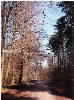 Delamere Forest